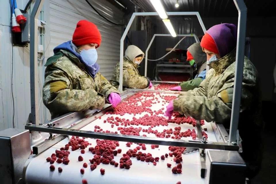 Холодильна та морозильна камери для Заморозки малини і суниці