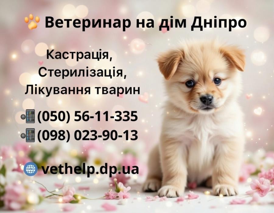 Лікар ветеринар Дніпро Кастрація на дому - изображениe 6