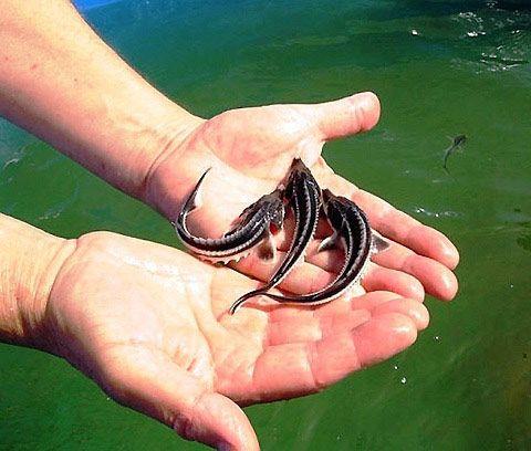 Малек осетра форель