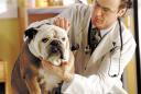 Усуги специалистов (ветеринарные услуги)