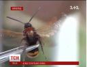 Огромные осы держат в плену Кировоград.